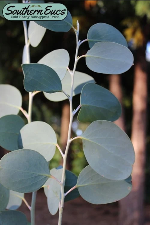 Mappa Tassie Cold Hardy Eucalyptus Tree (Eucalyptus Pauciflora) - 3 Gallon Pot 1 Mappa Tassie Cold Hardy Eucalyptus Tree (Eucalyptus Pauciflora) - 3 Gallon Pot