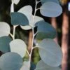 Mappa Tassie Cold Hardy Eucalyptus Tree (Eucalyptus Pauciflora) - Quart Pot