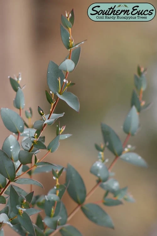 Sheila Cold Hardy Eucalyptus Tree (Eucalyptus Stellulata) - Quart Pot 1 Sheila Cold Hardy Eucalyptus Tree (Eucalyptus Stellulata) - Quart Pot