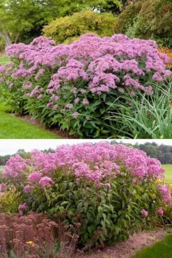 Spotted Joe Pye Weed (Eupatorium Maculatum) - 1 Gallon Pot -Garden Wisp Sales Store eupatorium maculatum spotted joe pye weed 1
