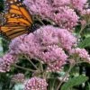Spotted Joe Pye Weed (Eupatorium Maculatum) - 1 Gallon Pot