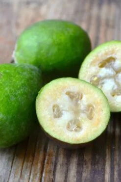 Bambina Dwarf Pineapple Guava (Feijoa Sellowiana ' Tharfiona') - 3 Gallon Pot -Garden Wisp Sales Store feijoa sellowiana tharfiona bambina pineapple guava 5