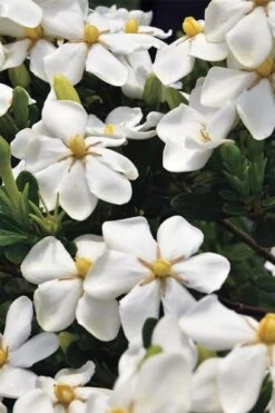 Snow Girl Hardy Dwarf Gardenia - 1 Gallon Pot -Garden Wisp Sales Store gardenia jasminoides snow girl 1