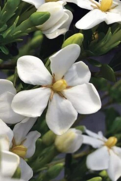 Snow Girl Hardy Dwarf Gardenia - 1 Gallon Pot -Garden Wisp Sales Store gardenia jasminoides snow girl 2