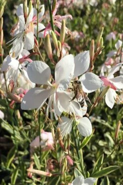 Walberton's Silver Fountain Gaura (Wandflower) - 1 Gallon Pot -Garden Wisp Sales Store gaura lindheimeri walbertons silver fountains wandflower 2