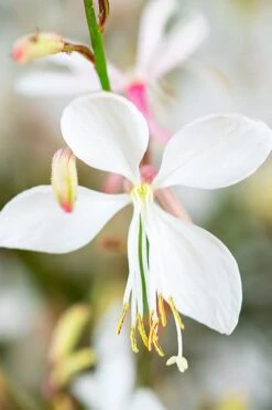 Walberton's Silver Fountain Gaura (Wandflower) - 1 Gallon Pot -Garden Wisp Sales Store gaura lindheimeri walbertons silver fountains wandflower 6