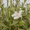 Walberton's Silver Fountain Gaura (Wandflower) - 1 Gallon Pot