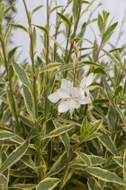 Walberton's Silver Fountain Gaura (Wandflower) - 1 Gallon Pot