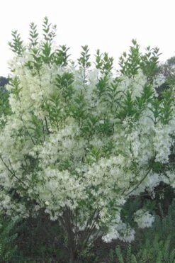Grancy Graybeard - White Fringe Tree - 1 Gallon Pot 16 Grancy Graybeard - White Fringe Tree - 1 Gallon Pot -Garden Wisp Sales Store grancy graybeard tree 33