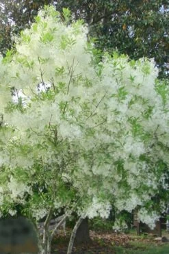 Grancy Graybeard - White Fringe Tree - 3 Gallon Pot -Garden Wisp Sales Store grancy graybeard tree flowers 22 500x750 2