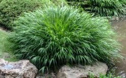 Hakone Japanese Forest Grass (Hakonechloa Macra) - 1 Gallon Pot -Garden Wisp Sales Store hakonechloa macra hakone japanese forest grass 4