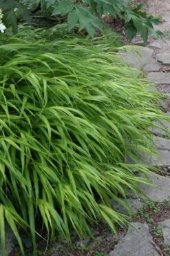 Hakone Japanese Forest Grass (Hakonechloa Macra) - 1 Gallon Pot -Garden Wisp Sales Store hakonechloa macra hakone japanese forest grass 5