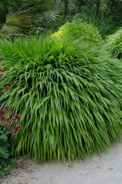 Hakone Japanese Forest Grass (Hakonechloa Macra) - 1 Gallon Pot