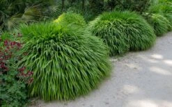 Hakone Japanese Forest Grass (Hakonechloa Macra) - 1 Gallon Pot -Garden Wisp Sales Store hakonechloa macra hakone japanese forest grass 8