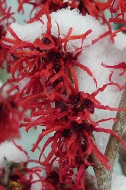 Diane Red Witch Hazel (Hamamelis X Intermedia) - 7 Gallon Pot -Garden Wisp Sales Store hamamelis intermedia diane witch hazel 11