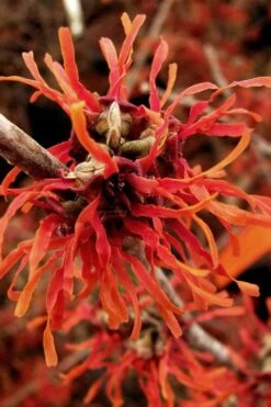 Diane Red Witch Hazel (Hamamelis X Intermedia) - 7 Gallon Pot -Garden Wisp Sales Store hamamelis intermedia diane witch hazel 2
