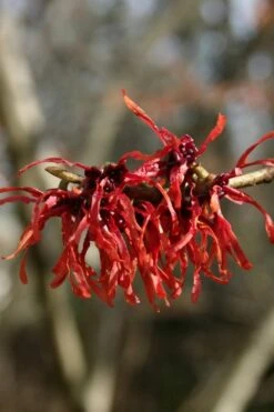 Diane Red Witch Hazel (Hamamelis X Intermedia) - 7 Gallon Pot -Garden Wisp Sales Store hamamelis intermedia diane witch hazel 4