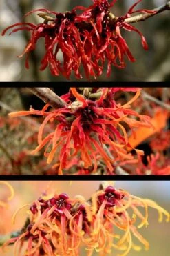 Diane Red Witch Hazel (Hamamelis X Intermedia) - 7 Gallon Pot -Garden Wisp Sales Store hamamelis intermedia diane witch hazel 5