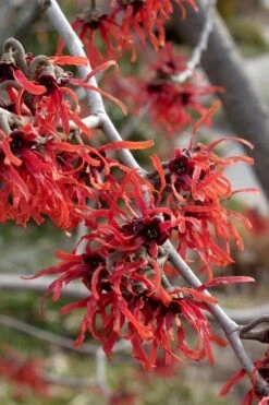 Diane Red Witch Hazel (Hamamelis X Intermedia) - 7 Gallon Pot -Garden Wisp Sales Store hamamelis intermedia diane witch hazel 6