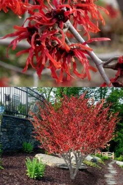 Diane Red Witch Hazel (Hamamelis X Intermedia) - 7 Gallon Pot -Garden Wisp Sales Store hamamelis intermedia diane witch hazel 8