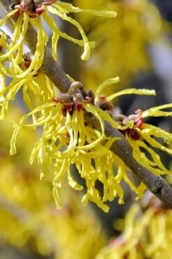 Little Prospect Golden American Witch Hazel (Hamamelis Virginiana) - 5 Gallon Pot -Garden Wisp Sales Store hamamelis virginiana little prospect golden variegated witch hazel 11