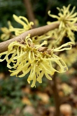 Little Prospect Golden American Witch Hazel (Hamamelis Virginiana) - 5 Gallon Pot -Garden Wisp Sales Store hamamelis virginiana little prospect golden variegated witch hazel 12