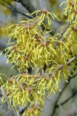 Little Prospect Golden American Witch Hazel (Hamamelis Virginiana) - 5 Gallon Pot -Garden Wisp Sales Store hamamelis virginiana little prospect golden variegated witch hazel 14