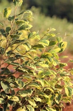 Little Prospect Golden American Witch Hazel (Hamamelis Virginiana) - 5 Gallon Pot -Garden Wisp Sales Store hamamelis virginiana little prospect golden variegated witch hazel 5