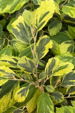 Little Prospect Golden American Witch Hazel (Hamamelis Virginiana) - 5 Gallon Pot -Garden Wisp Sales Store hamamelis virginiana little prospect golden variegated witch hazel 9