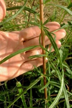 Swamp Sunflower (Helianthus Angustifolius) - 6.5" Pot -Garden Wisp Sales Store helianthus angustifolius swamp sunflower 10