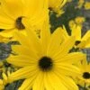 Swamp Sunflower (Helianthus Angustifolius) - 6.5" Pot