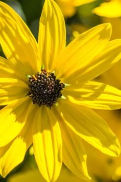 Autumn Gold Willowleaf Sunflower (Helianthus) - 1 Gallon Pot 11 Autumn Gold Willowleaf Sunflower (Helianthus) - 1 Gallon Pot -Garden Wisp Sales Store helianthus salicifolius autum gold willowleaf sungflower 1
