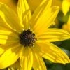 Autumn Gold Willowleaf Sunflower (Helianthus) - 1 Gallon Pot