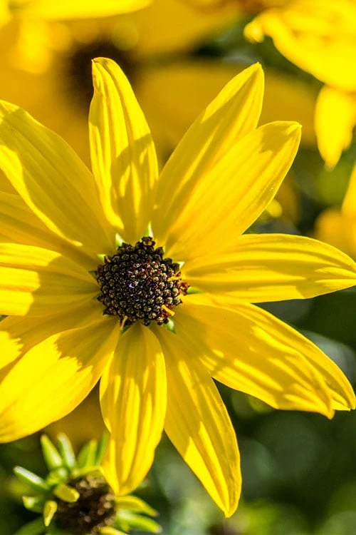 Autumn Gold Willowleaf Sunflower (Helianthus) - 1 Gallon Pot 1 Autumn Gold Willowleaf Sunflower (Helianthus) - 1 Gallon Pot