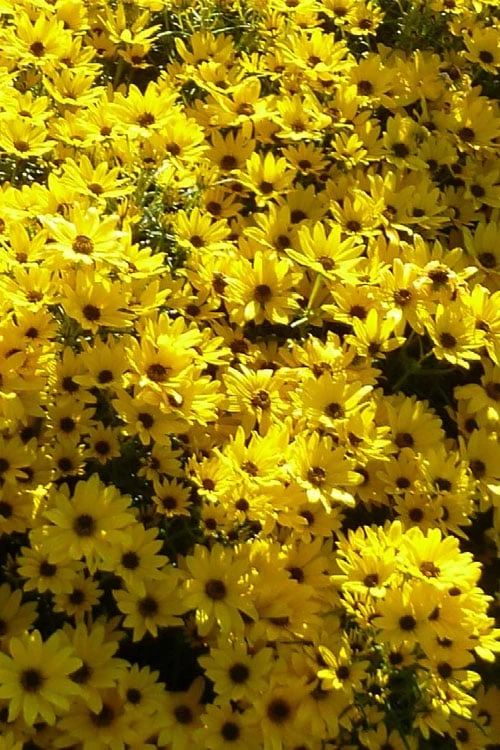 Autumn Gold Willowleaf Sunflower (Helianthus) - 1 Gallon Pot 6 Autumn Gold Willowleaf Sunflower (Helianthus) - 1 Gallon Pot - Image 6