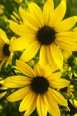 Autumn Gold Willowleaf Sunflower (Helianthus) - 1 Gallon Pot 13 Autumn Gold Willowleaf Sunflower (Helianthus) - 1 Gallon Pot -Garden Wisp Sales Store helianthus salicifolius autum gold willowleaf sungflower 9