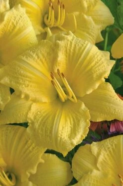 Rainbow Rhythym Going Bananas Daylily - 1 Gallon Pot -Garden Wisp Sales Store hemerocallis going bananas daylily 20