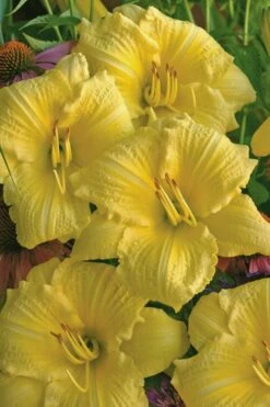 Rainbow Rhythym Going Bananas Daylily - 1 Gallon Pot -Garden Wisp Sales Store hemerocallis going bananas daylily 21