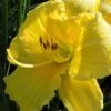 Rainbow Rhythym Going Bananas Daylily - 1 Gallon Pot