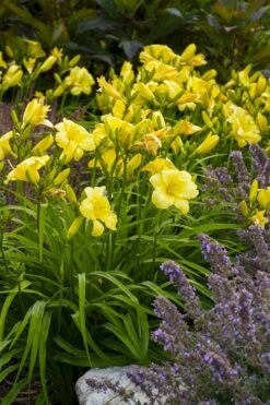 Rainbow Rhythym Going Bananas Daylily - 1 Gallon Pot -Garden Wisp Sales Store hemerocallis going bananas daylily 23