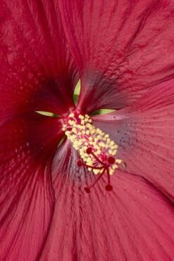 Head Over Heels 'Desire' Hardy Hibiscus - 3 Gallon Pot -Garden Wisp Sales Store hibiscus head over heels desire 1