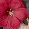 Head Over Heels 'Desire' Hardy Hibiscus - 3 Gallon Pot