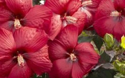 Head Over Heels 'Desire' Hardy Hibiscus - 3 Gallon Pot -Garden Wisp Sales Store hibiscus head over heels desire 3