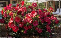 Head Over Heels 'Desire' Hardy Hibiscus - 3 Gallon Pot -Garden Wisp Sales Store hibiscus head over heels desire 6