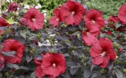 Summerific Holy Grail Hardy Hibiscus (Rose Mallow) - 3 Gallon Pot -Garden Wisp Sales Store hibiscus holy grail 800x500 1