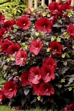 Summerific Holy Grail Hardy Hibiscus (Rose Mallow) - 3 Gallon Pot -Garden Wisp Sales Store hibiscus summerific holy grail rose mallow 5