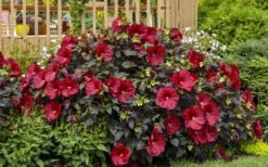 Summerific Holy Grail Hardy Hibiscus (Rose Mallow) - 3 Gallon Pot -Garden Wisp Sales Store hibiscus summerific holy grail rose mallow 6