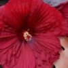 Summerific Holy Grail Hardy Hibiscus (Rose Mallow) - 3 Gallon Pot