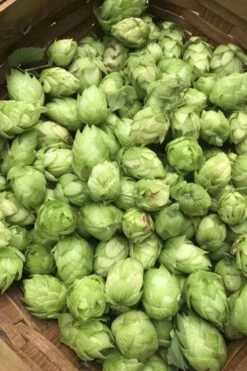 Cascade Hops Vine - 3 Gallon Pot -Garden Wisp Sales Store humulus lupulus cascade hops 1 1