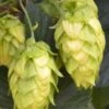Cascade Hops Vine- 1 Gallon Pot